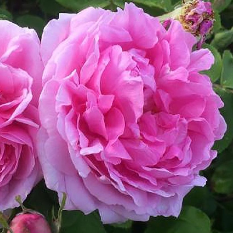 Rosa Mme Boll - Historische roos (Bloei)