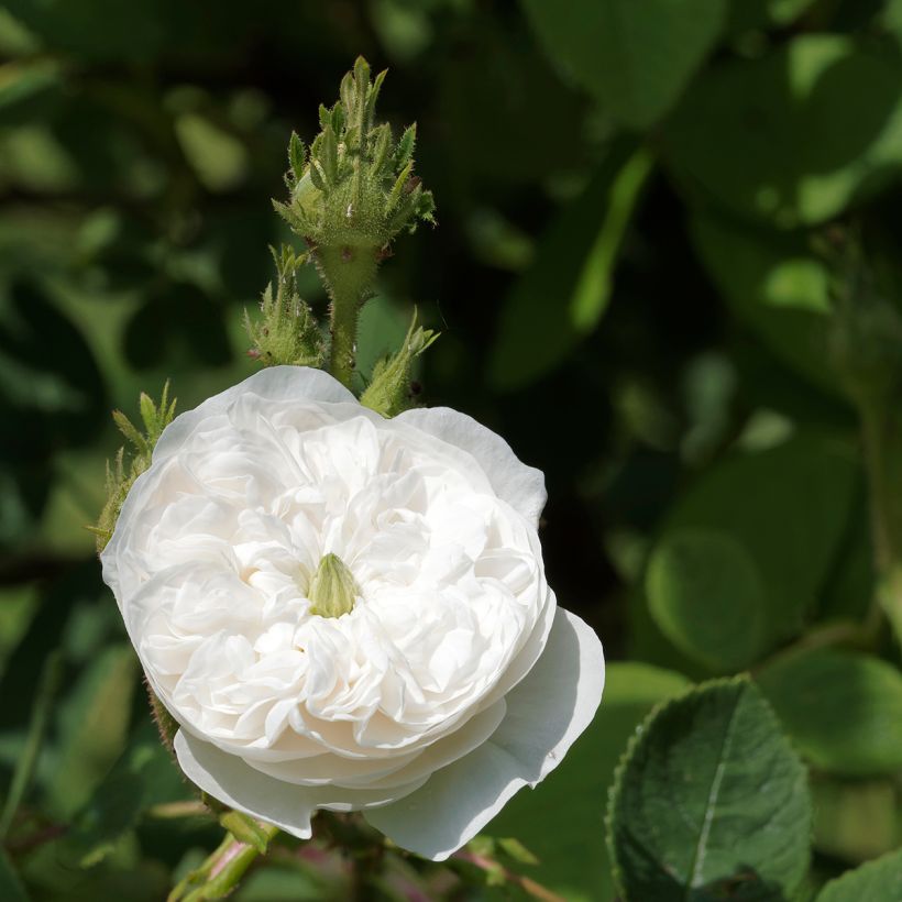 Rosa Madame Hardy - Historische roos (Flowering)