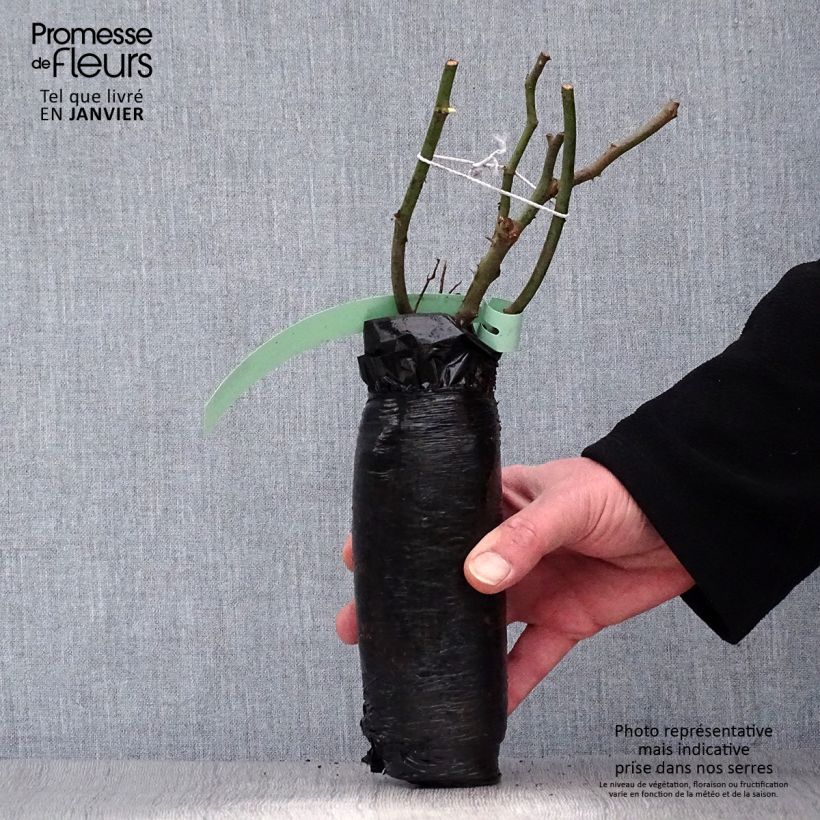 Example of Rosa Madame Hardy - Historische roos In kluit as you get in hiver