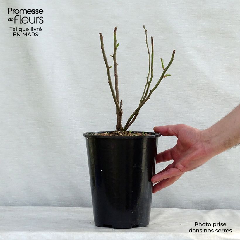 Example of Rosa Madame Hardy - Historische roos Pot van 4 l/5 l as you get in printemps