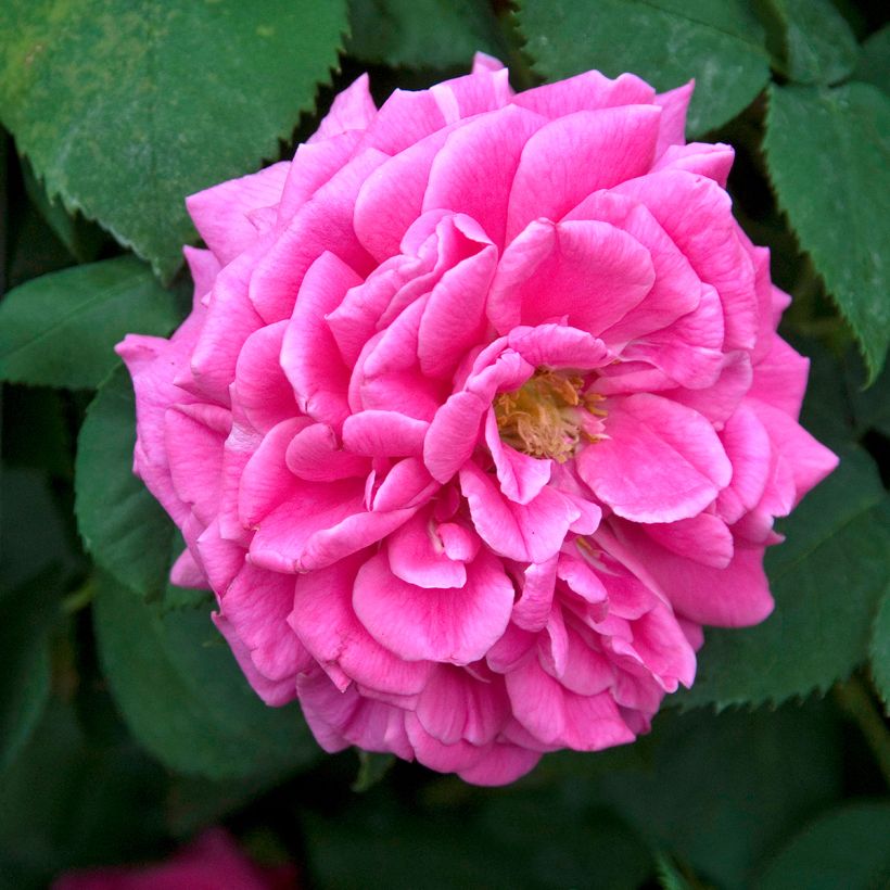 Rosa Madame Isaac Pereire - Historische roos (Bloei)