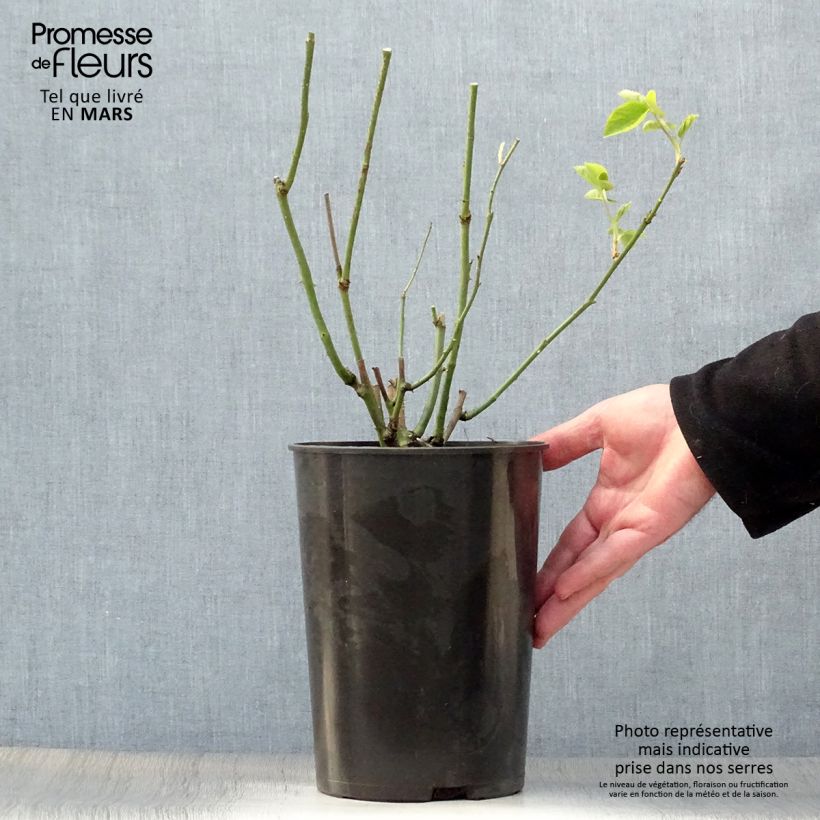 Example of Rosa Mrs John Laing - Historische roos Pot van 4 l/5 l as you get in printemps