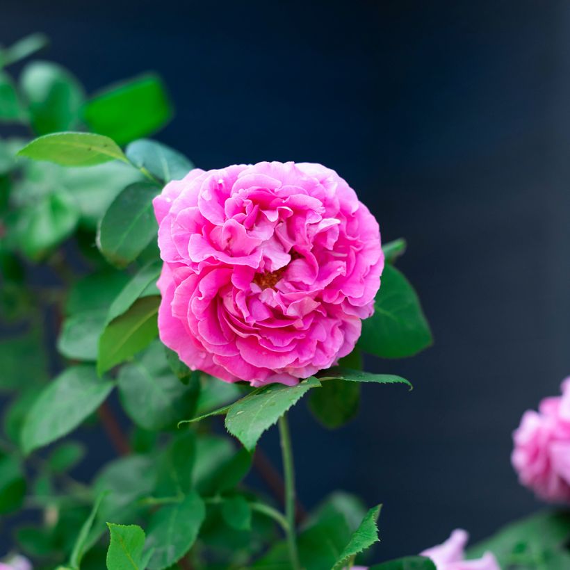 Rosa Paul Neyron - Historische roos (Bloei)