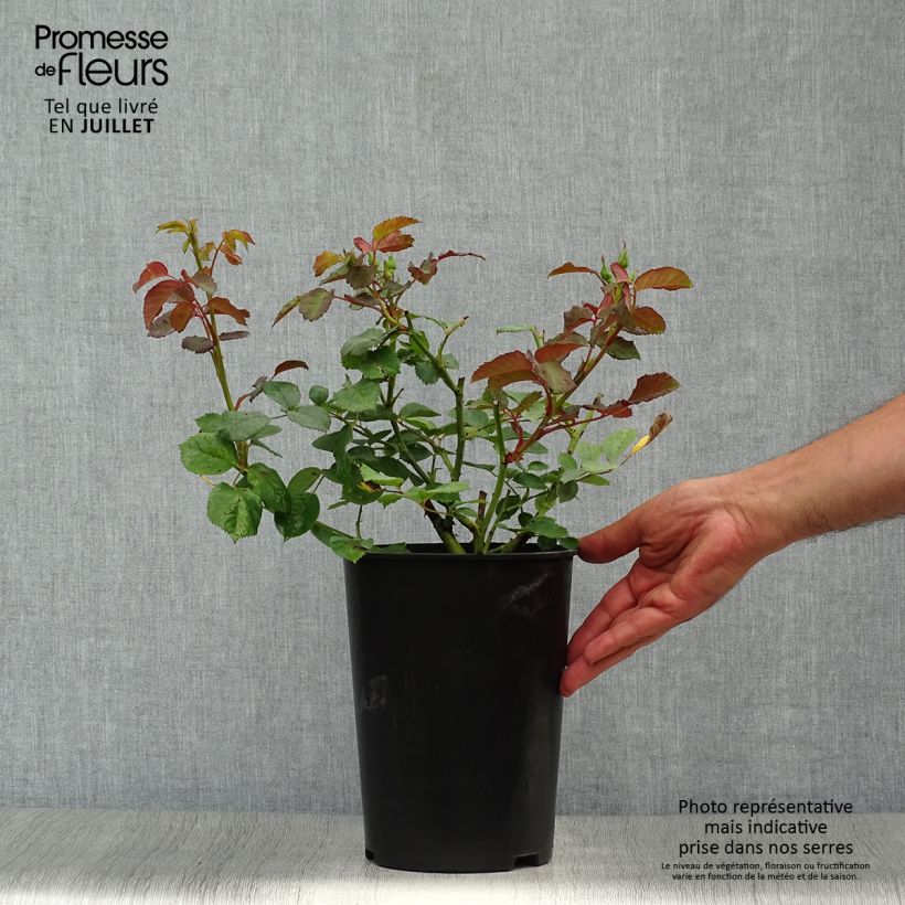 Exemplaar van Rosa Penelope - Muskusroos Pot van 4 l/5 l zoals geleverd in de zomer