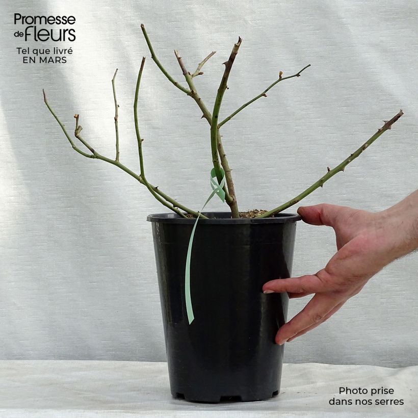 Example of Rosa Penelope - Muskusroos Pot van 4 l/5 l as you get in printemps