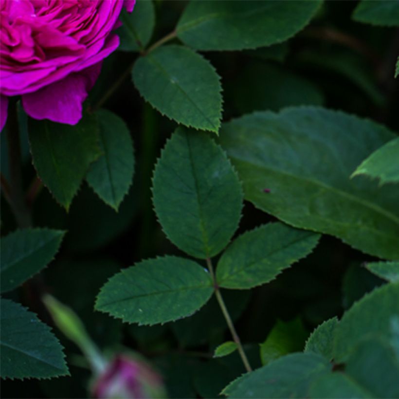 Rosa Reine des Violettes - Historische roos (Blad)