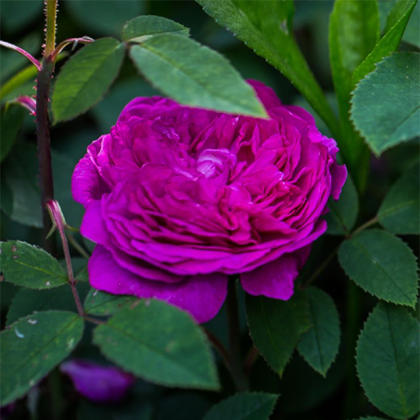 Rosa Reine des Violettes - Historische roos (Bloei)