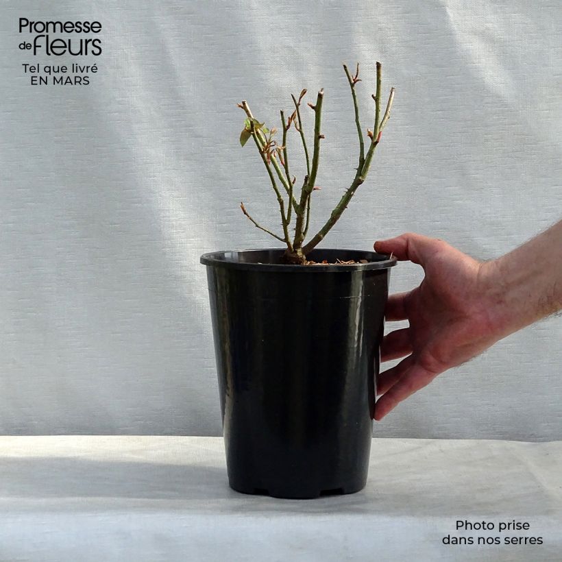 Exemplaar van Rosa Reine des Violettes - Historische roos Pot van 4 l/5 l zoals geleverd in de lente