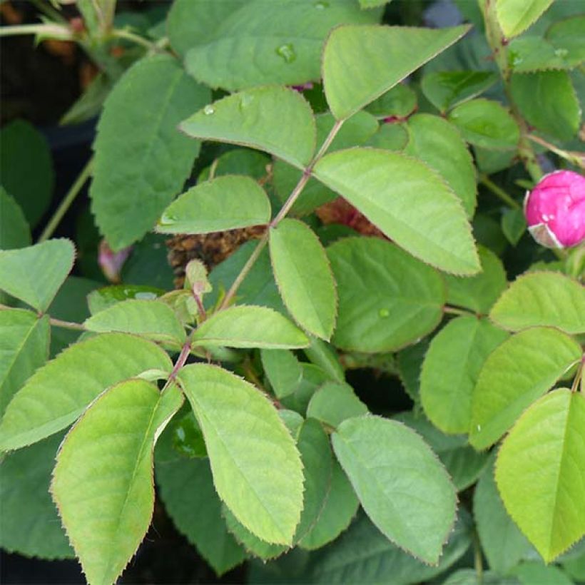 Rosa Rose de Rescht - Historische roos (Blad)