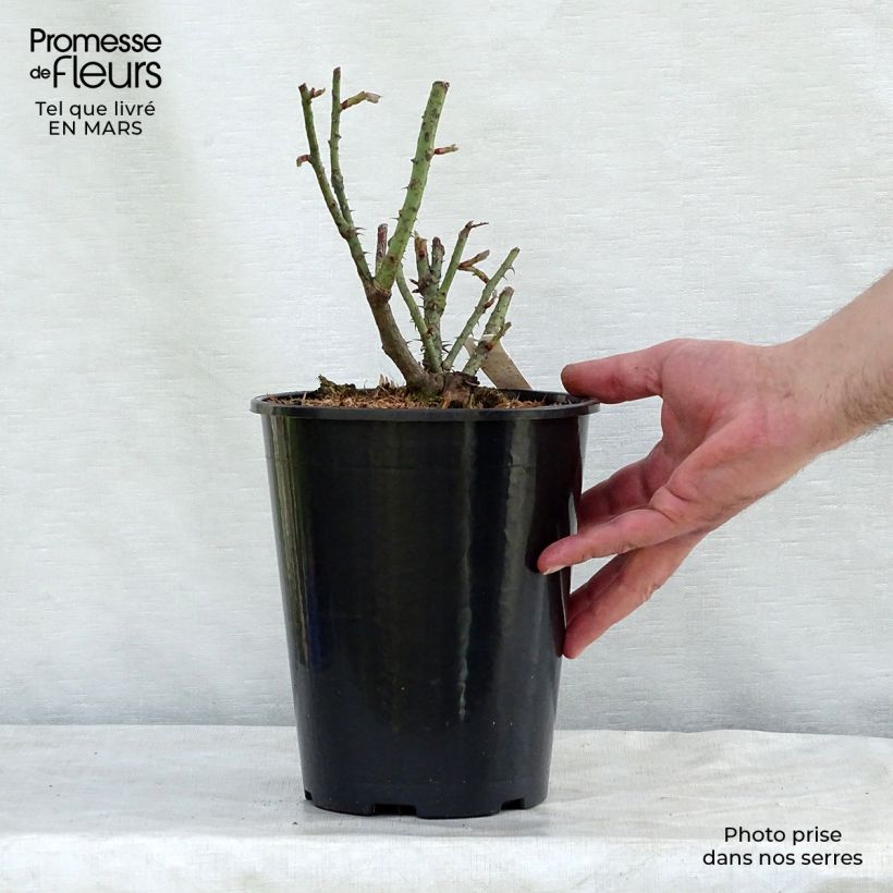 Exemplaar van Rosa Rose de Rescht - Historische roos Pot van 4 l/5 l zoals geleverd in de lente