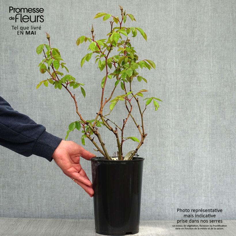 Exemplaar van Rosa Sally Holmes - Muskusroos Pot van 3 l/4 l zoals geleverd in de lente