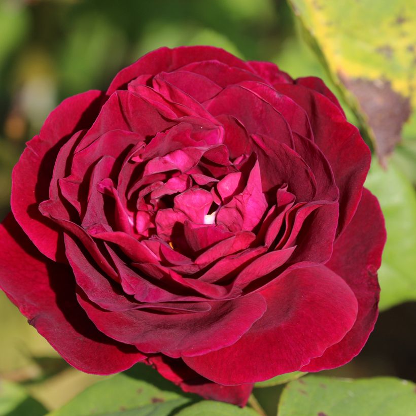 Rosa Souvenir du Docteur Jamain - Historische roos (Bloei)