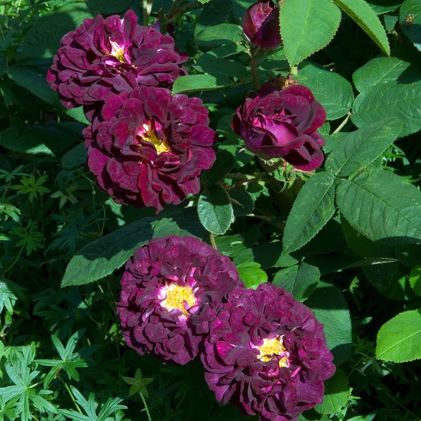 Rosa Tuscany Superb - Historische roos (Bloei)