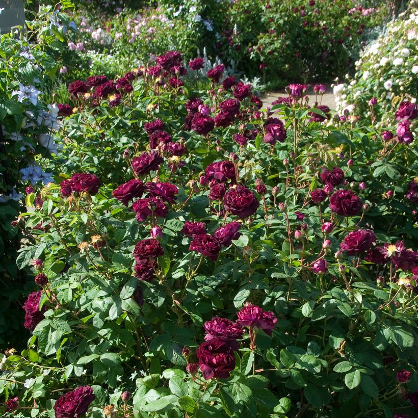 Rosa Tuscany Superb - Historische roos (Groeiplaats)