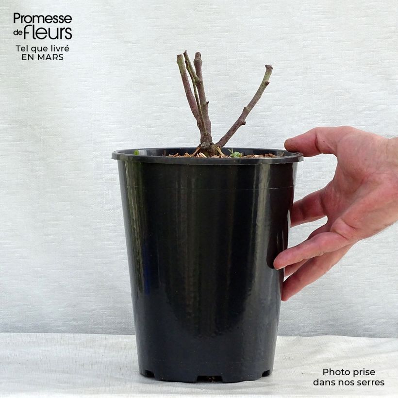 Exemplaar van Rosa Tuscany Superb - Historische roos Pot van 4 l/5 l zoals geleverd in de lente