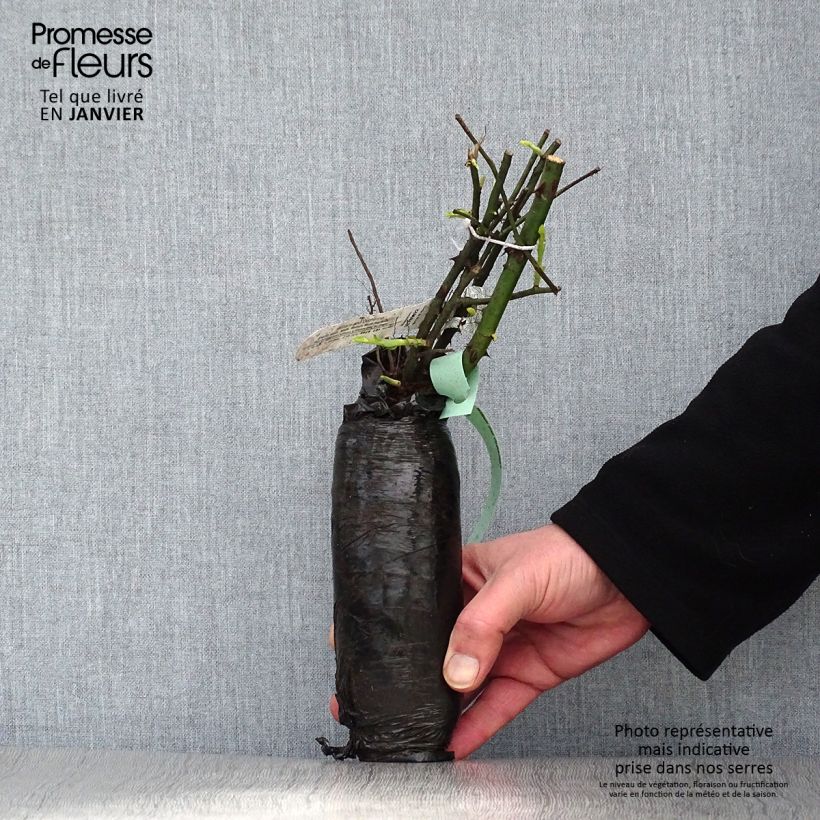 Exemplaar van Rosa Ulrich Brunner Fils - Historische roos In kluit zoals geleverd in de winter