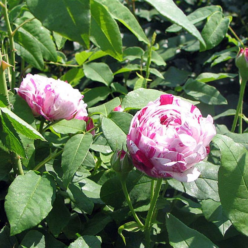 Rosa Variegata di Bologna - Historische roos (Blad)