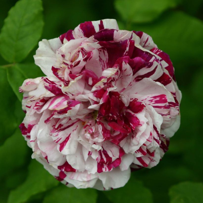 Rosa Variegata di Bologna - Historische roos (Bloei)