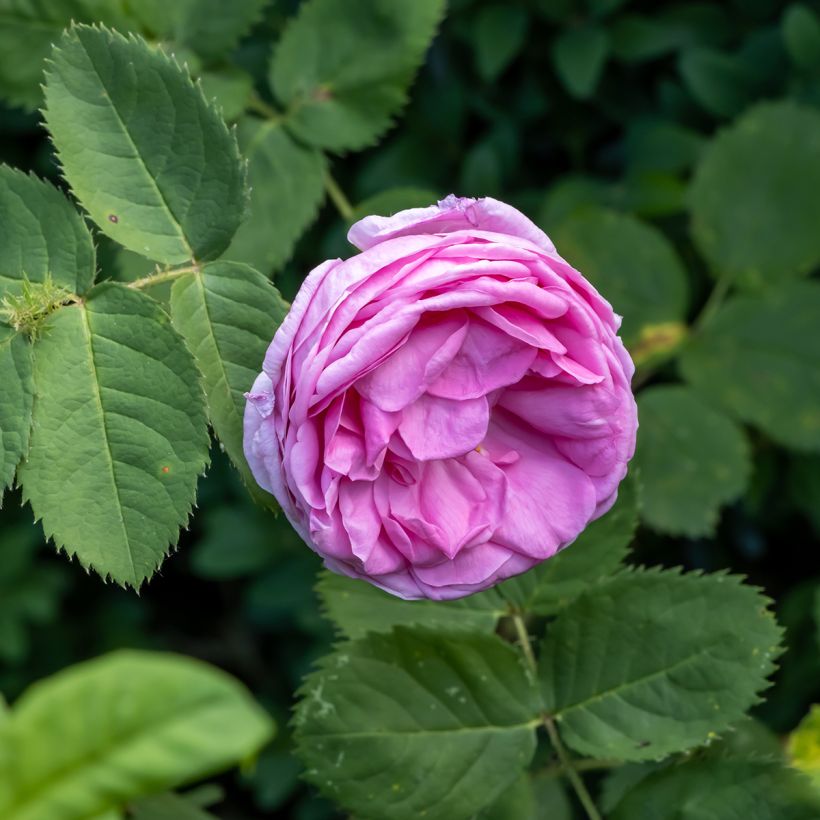 Rosa centifolia BIO - Historische roos (Bloei)