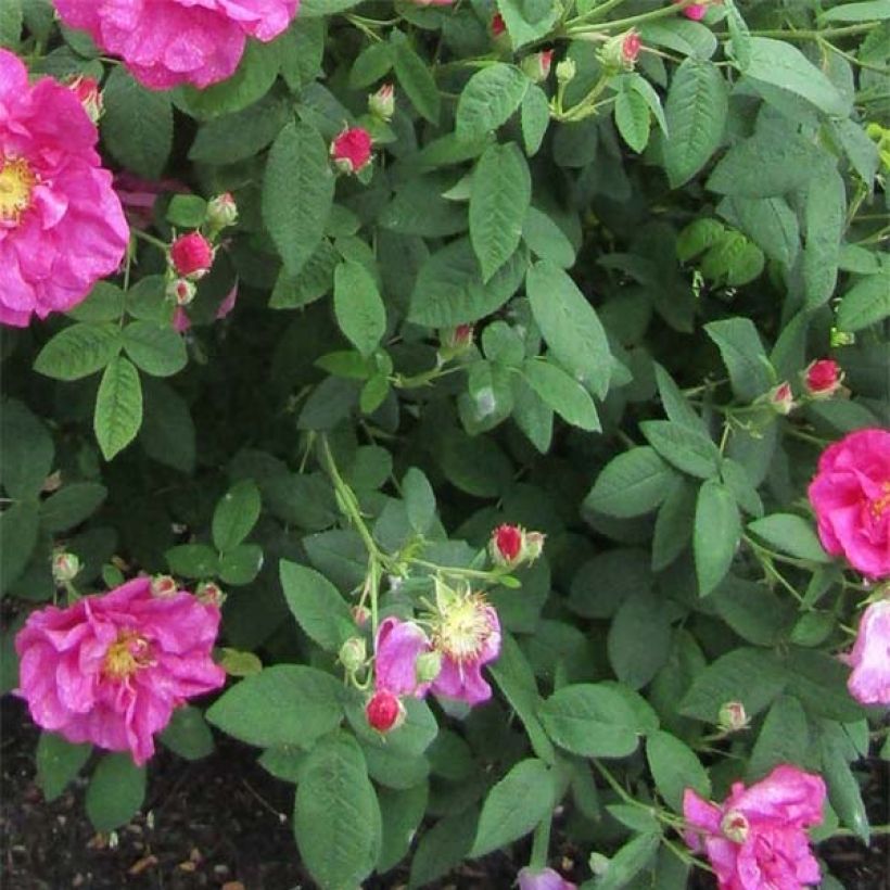 Rosa gallica Officinalis - Historische roos (Blad)