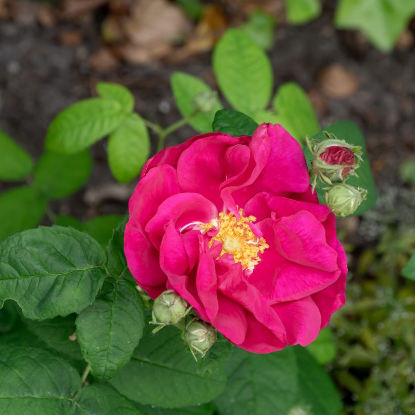 Rosa gallica Officinalis Apothekersroos BIO - Historische roos (Bloei)