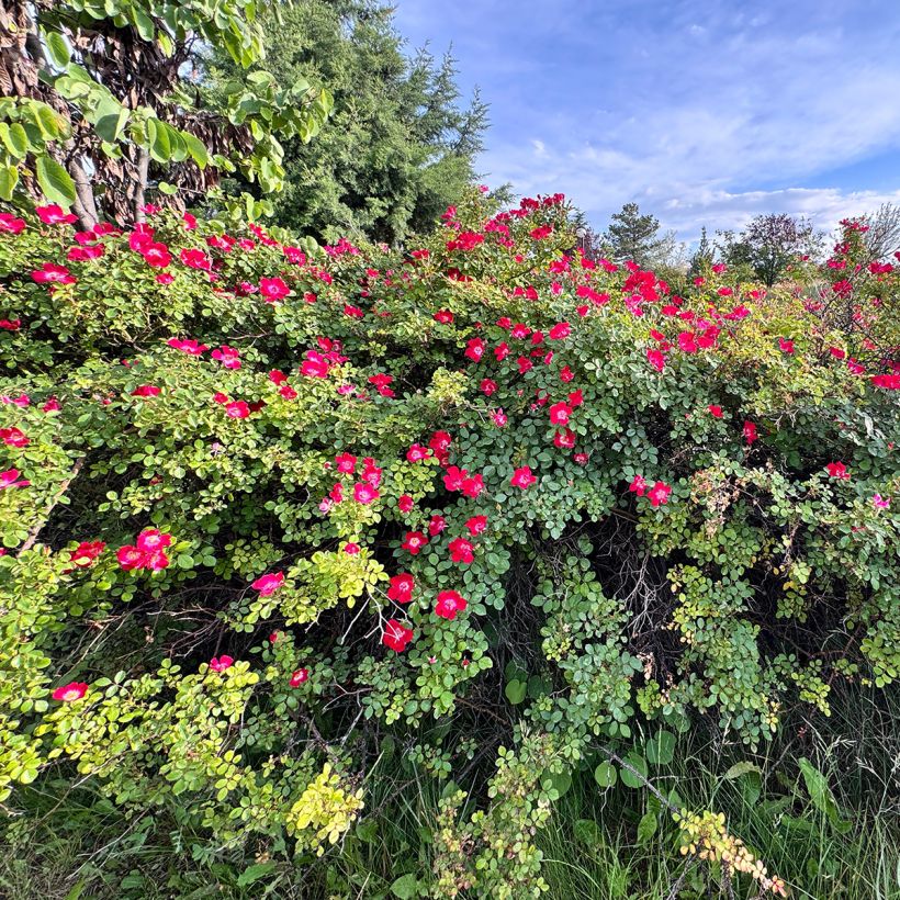 Rosa gallica Officinalis - Historische roos (Groeiplaats)