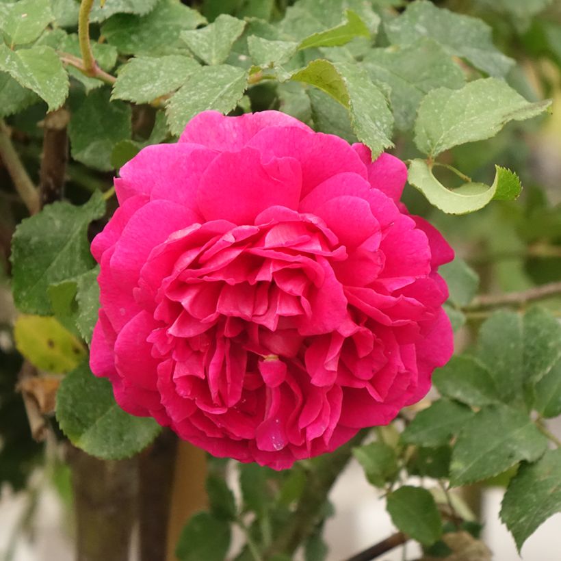 Rosa Gabriel Oak - David Austinroos (Bloei)