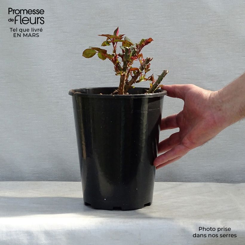 Exemplaar van Rosa Carris - Engelse roos Pot van 4 l/5 l zoals geleverd in de winter
