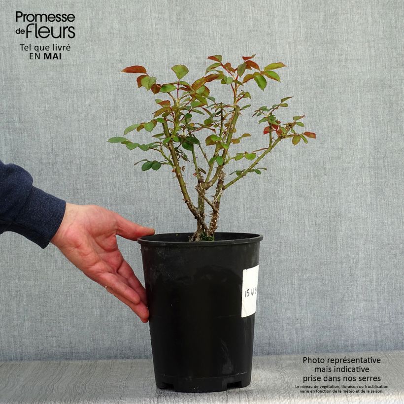 Exemplaar van Rosa Carris - Engelse roos Pot van 4 l/5 l zoals geleverd in de lente