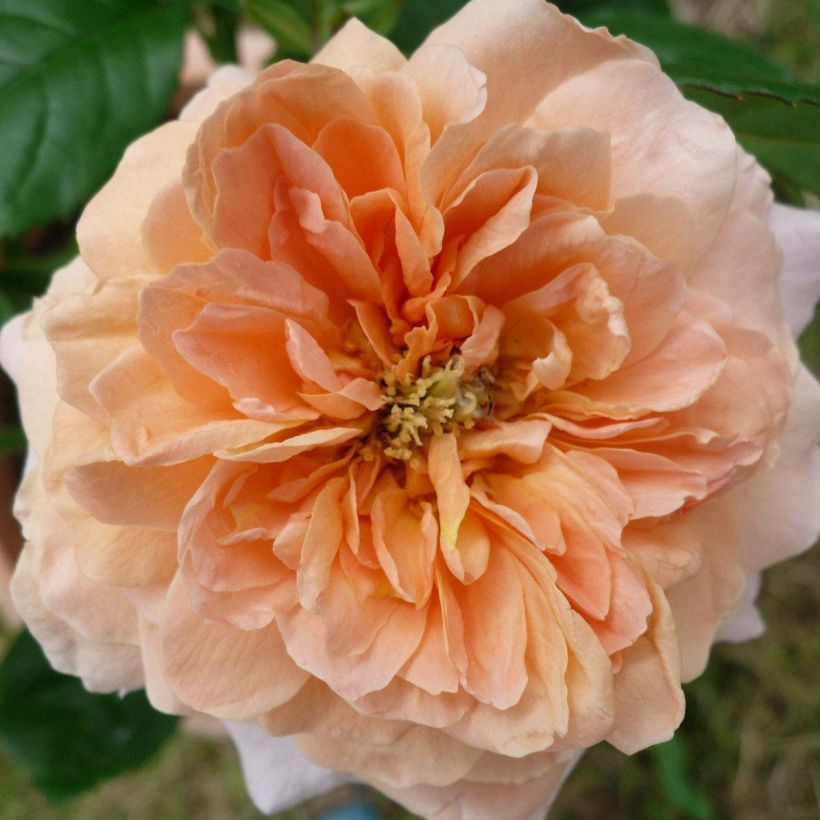 Rosa King Arthur - Engelse roos (Bloei)