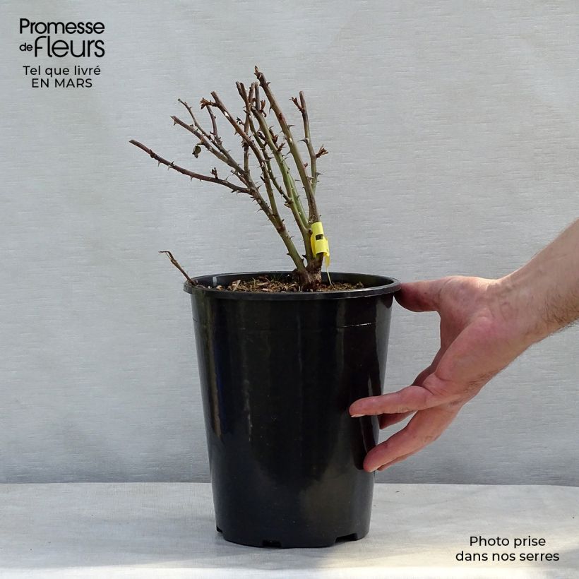 Exemplaar van Rosa King Arthur - Engelse roos Pot van 4 l/5 l zoals geleverd in de winter