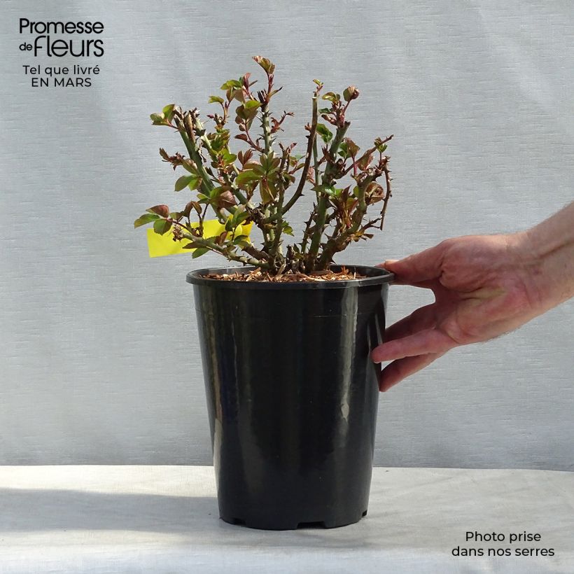 Exemplaar van Rosa Oxford - Engelse roos Pot van 4 l/5 l zoals geleverd in de winter