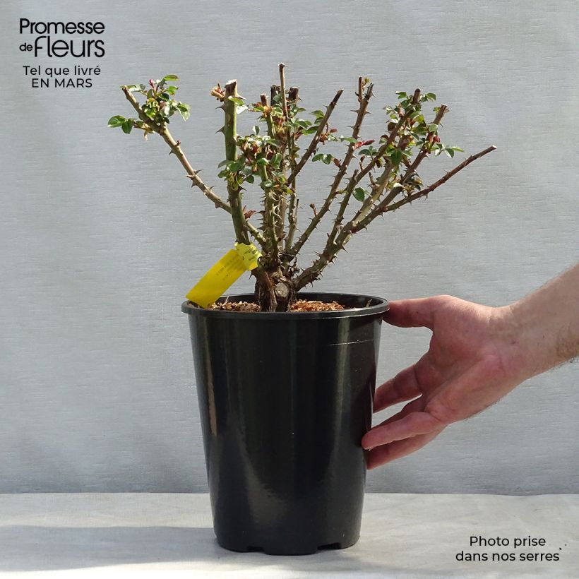 Exemplaar van Rosa St Richard of Chichester - Engelse roos Pot van 4 l/5 l zoals geleverd in de winter