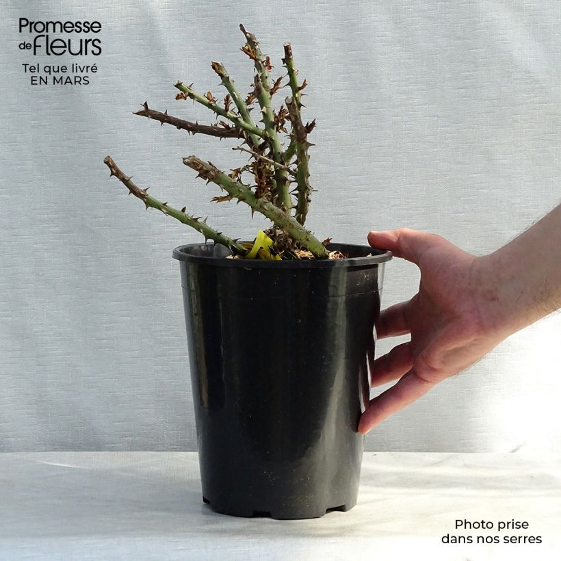 Exemplaar van Rosa Sherwood Hareglobe - Engelse roos Pot van 4 l/5 l zoals geleverd in de winter