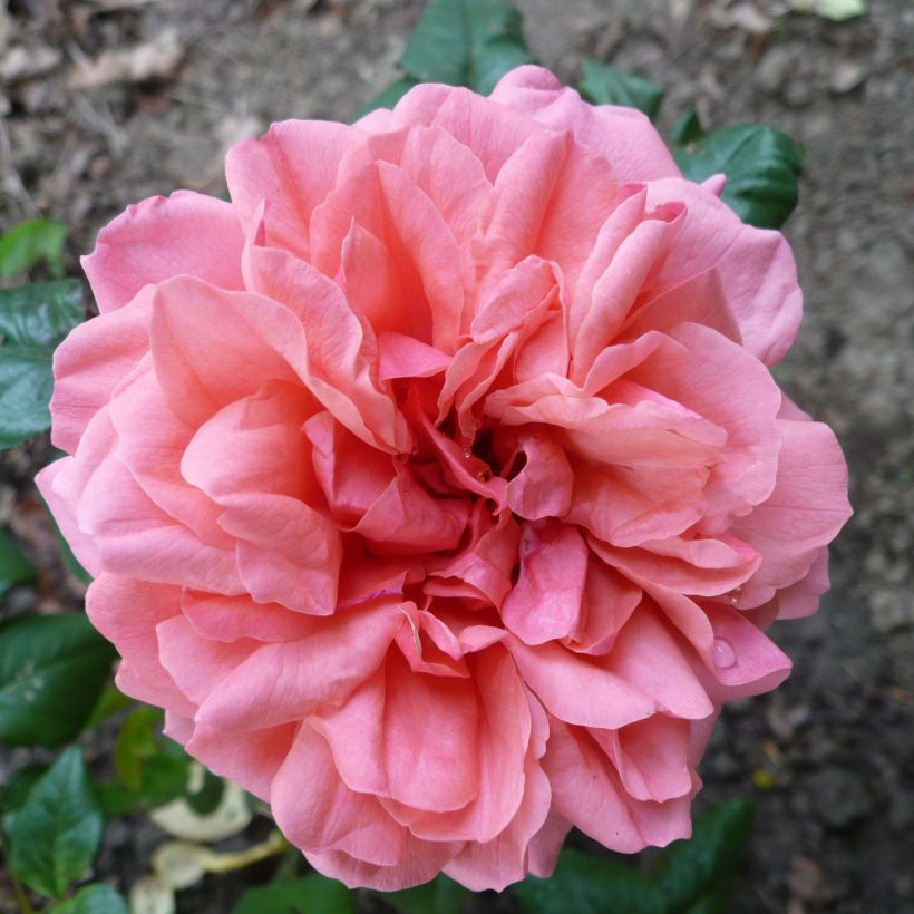 Rosa Sir Lancelot - Engelse roos (Bloei)