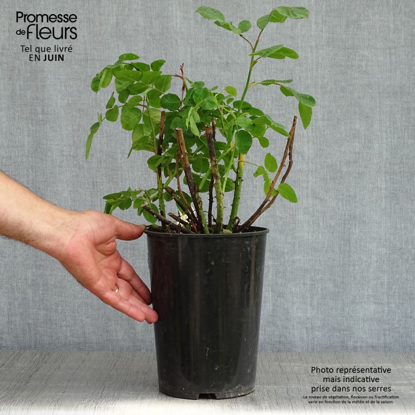 Example of Rosa Eustacia Vye - Engelse roos Pot van 4 l/5 l as you get in printemps