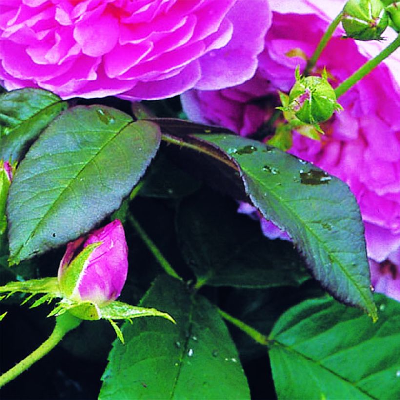 Rosa Harlow Carr - David Austinroos (Blad)