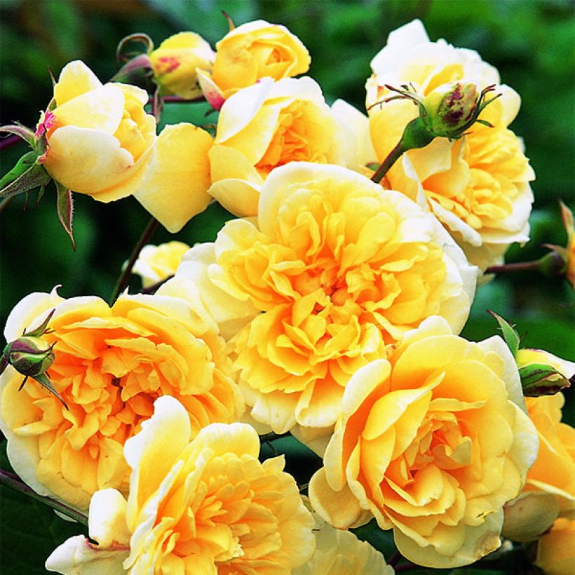 Rosa Malvern Hills - David Austinroos (Bloei)