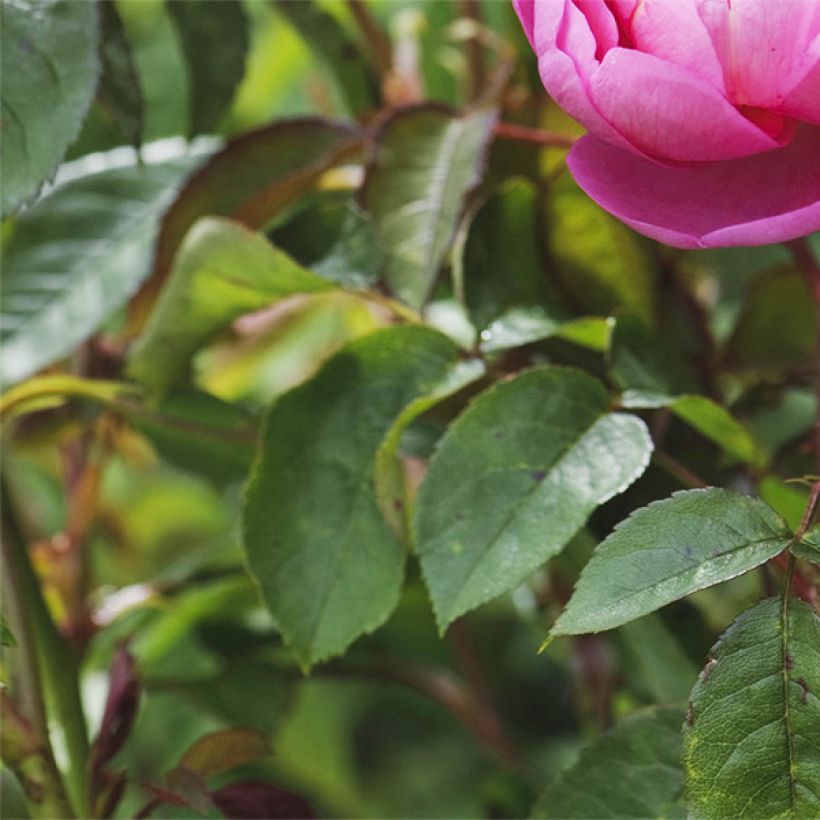 Rosa Royal Jubilee - David Austinroos (Blad)