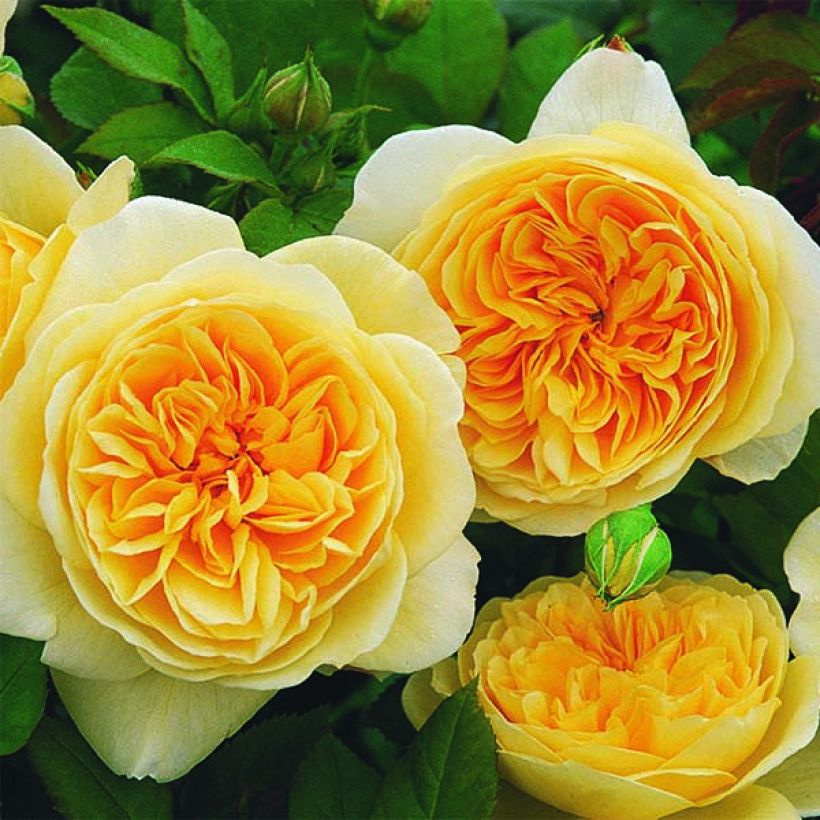 Rosa Teasing Georgia - David Austinroos (Flowering)