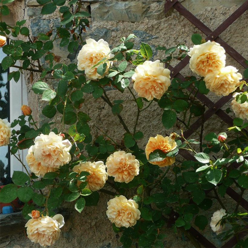 Rosa Teasing Georgia - David Austinroos (Plant habit)