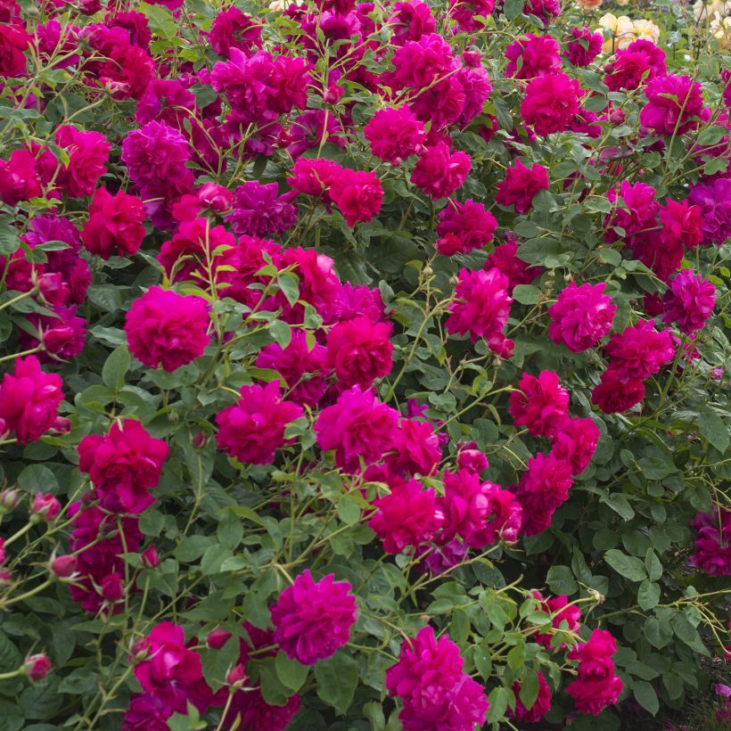 Rosa Thomas à Becket - David Austinroos (Groeiplaats)