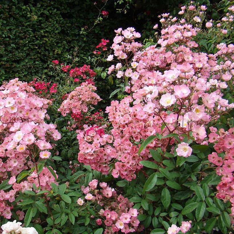 Rosa moschata Alden Biesen - Muskusroos (Groeiplaats)