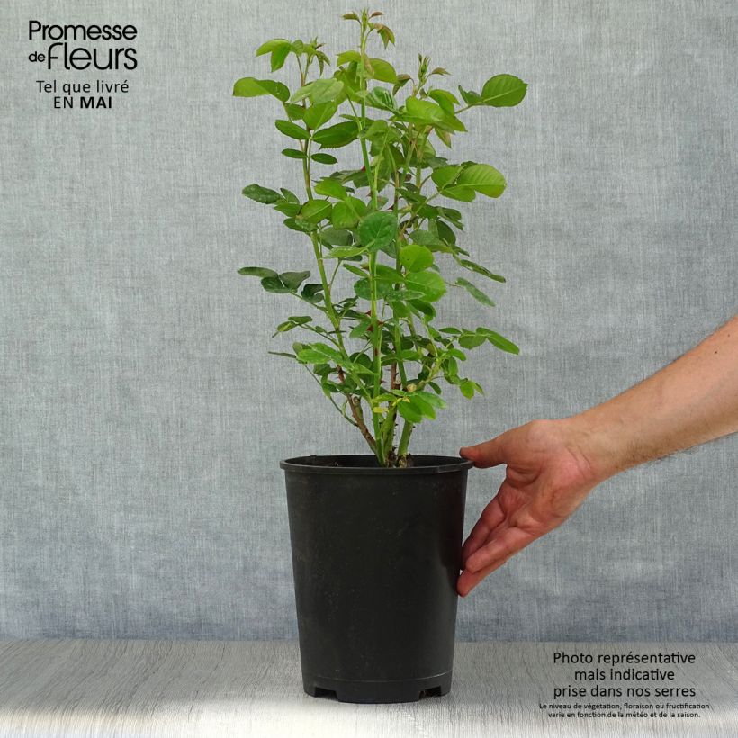 Example of Rosa Astrid Lindgren - Trosroos Pot van 4 l/5 l as you get in printemps