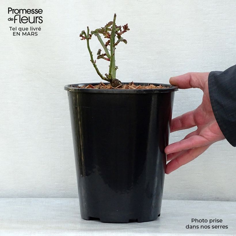 Example of Rosa Bonica - Polyantharoos Pot van 3 l/4 l as you get in printemps
