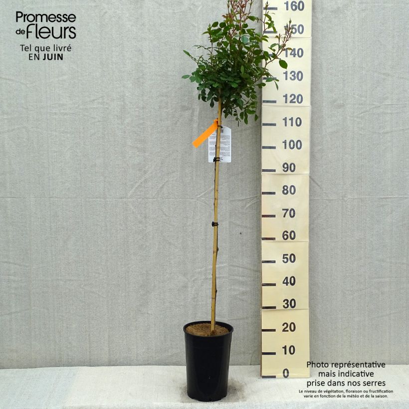Example of Rosa Bonica - Polyantharoos Pot van 4 l/5 l as you get in printemps