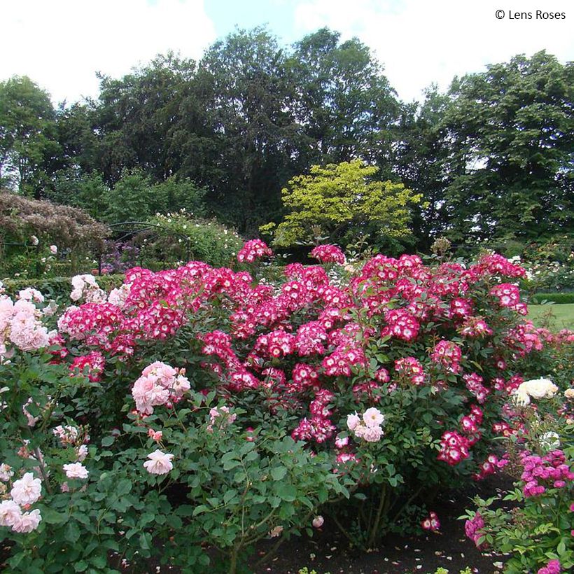Rosa Bukavu - Trosroos (Groeiplaats)