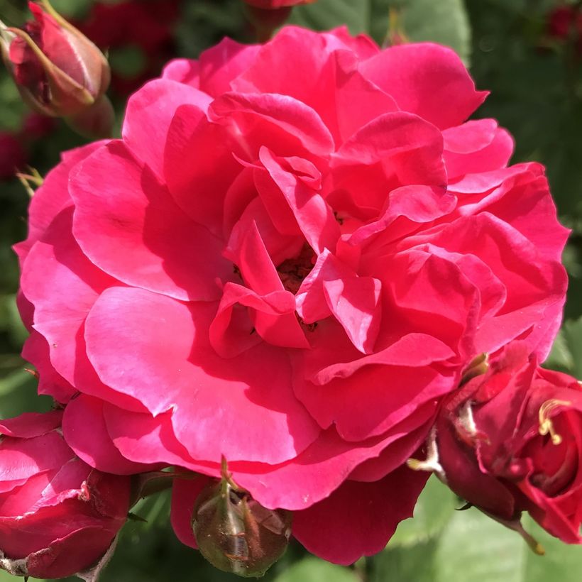 Rosa Cerise Bouquet - Polyantharoos (Bloei)