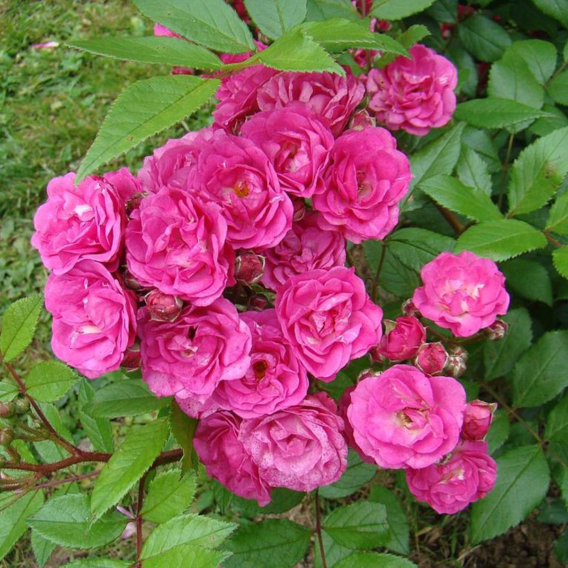 Rosa Dinky - Muskusroos (Bloei)