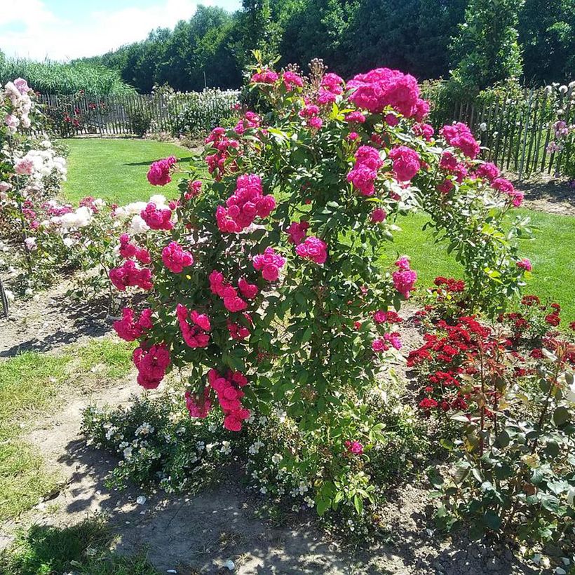 Rosa Dinky - Muskusroos (Groeiplaats)